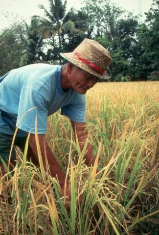 Philippines rice farmer